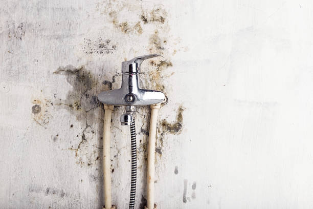 Best Mold Remediation Experts  in Edmundson, MO