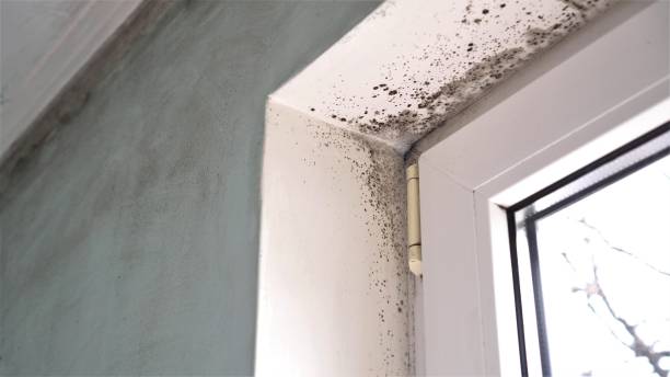 Best Mold Testing  in Edmundson, MO