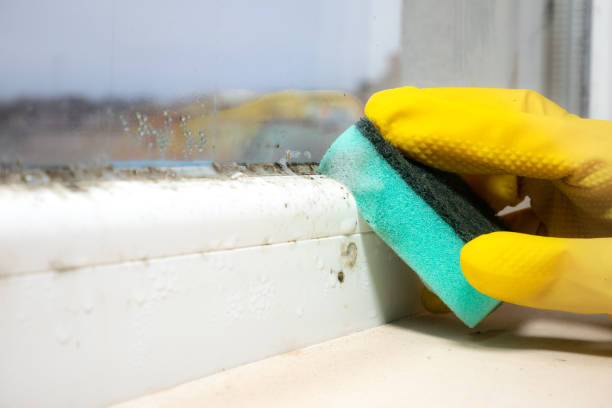 Best Mold Remediation  in Edmundson, MO