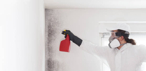 Best Affordable Mold Removal  in Edmundson, MO