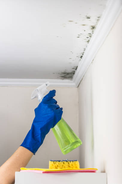 Best Mold Removal Specialists  in Edmundson, MO