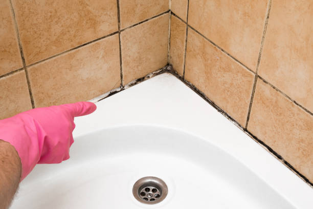 Best Home Mold Removal  in Edmundson, MO